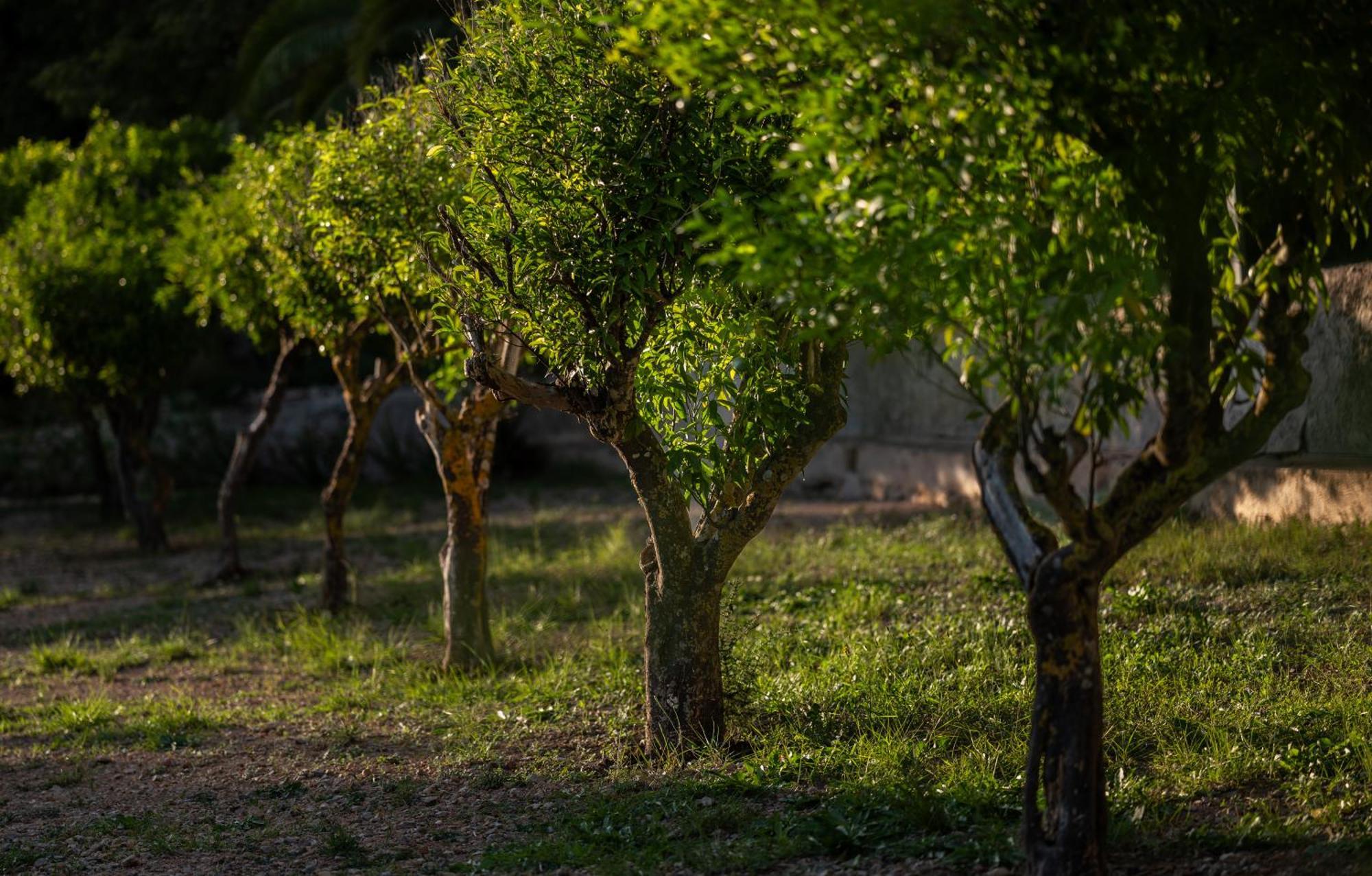 Agroturismo Son Boronat Calvia  Exterior photo